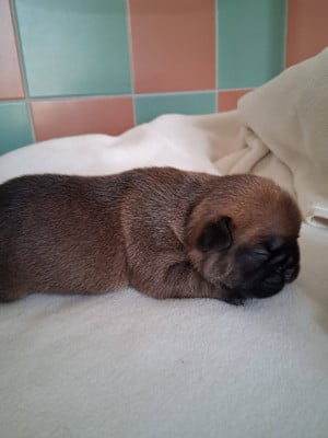 Les chiots de Bouledogue français