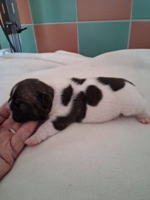Les chiots de Bouledogue français