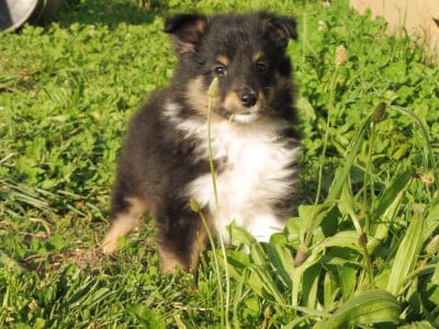 Les chiots de Shetland Sheepdog