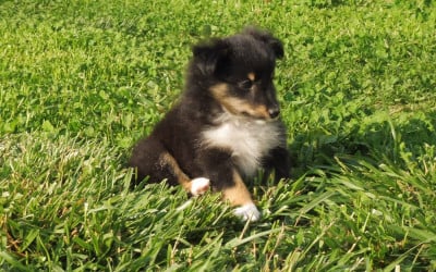 Les chiots de Shetland Sheepdog