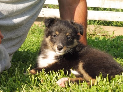 Les chiots de Shetland Sheepdog