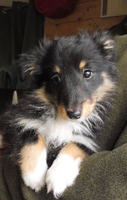 Les chiots de Shetland Sheepdog