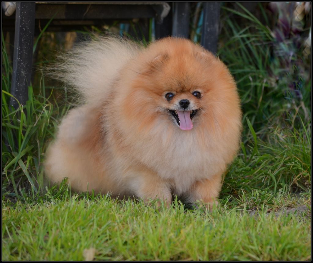 Crazy Charms Tommy keene