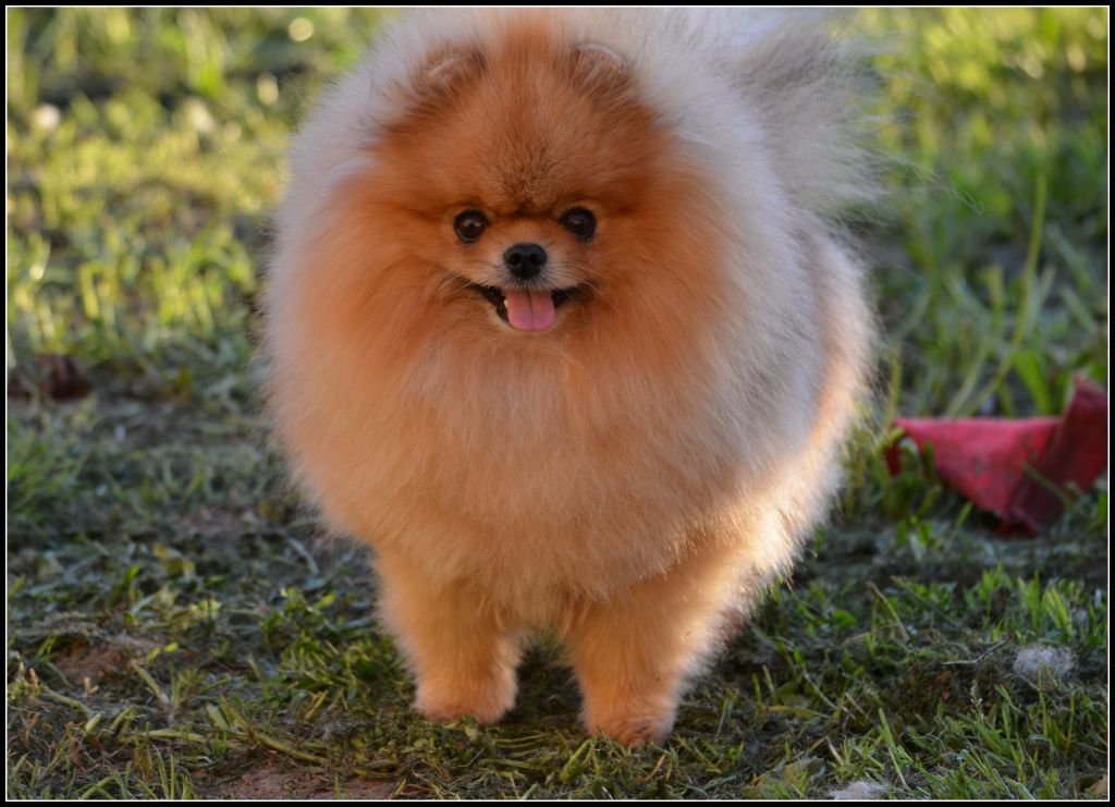 Crazy Charms Tommy keene