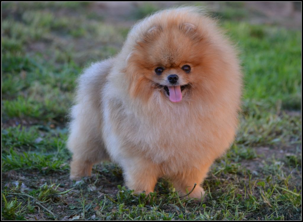 Crazy Charms Tommy keene