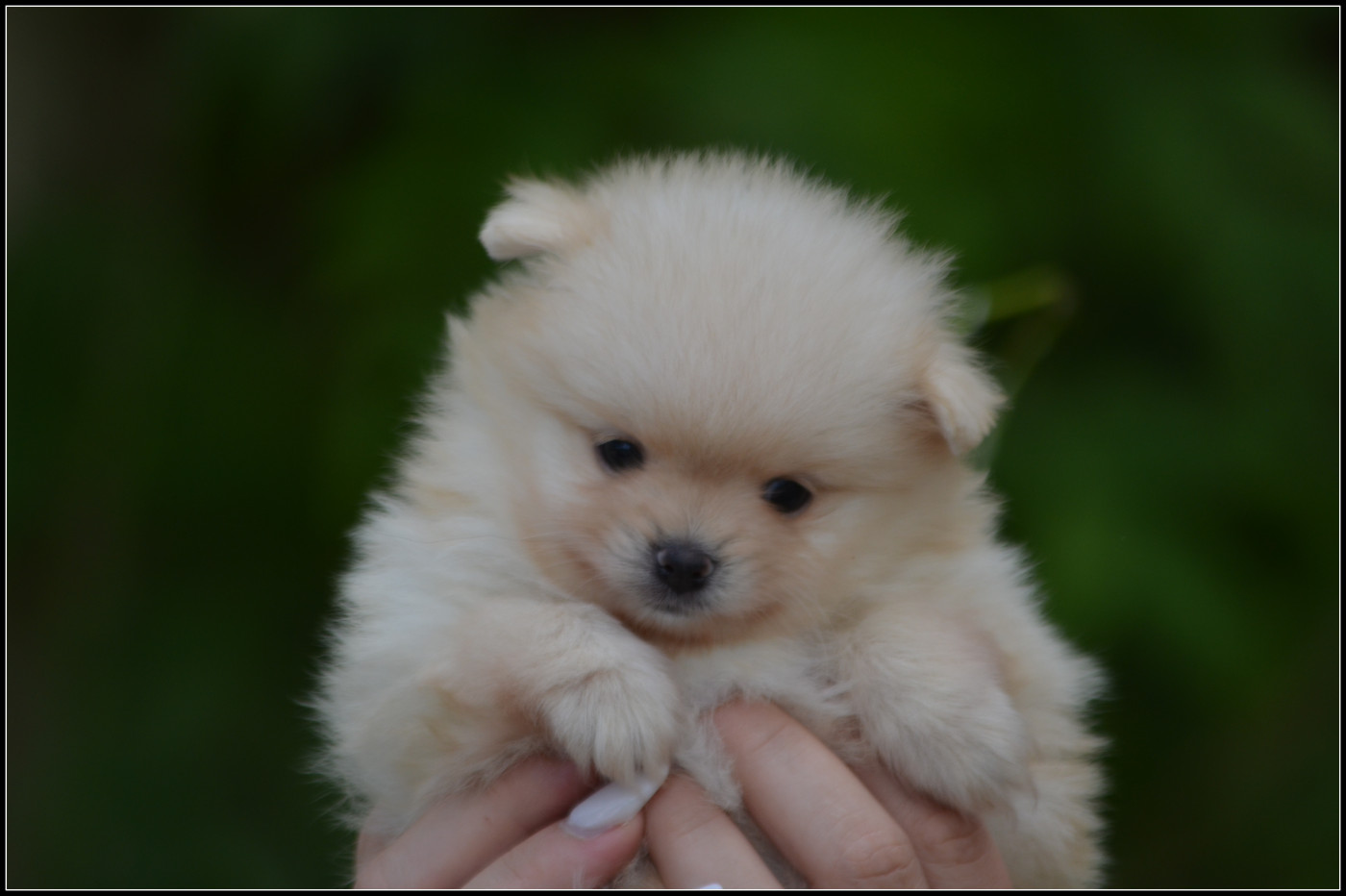 Chiot N°2 - Spitz allemand
