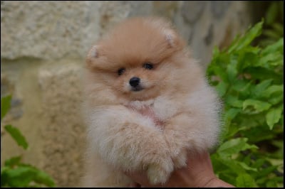 Les chiots de Spitz allemand