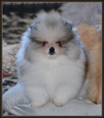 Les chiots de Spitz allemand