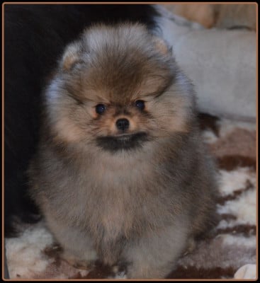 Les chiots de Spitz allemand