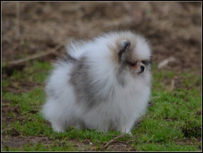 Les chiots de Spitz allemand