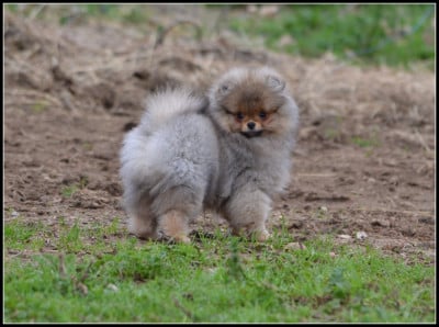 Les chiots de Spitz allemand