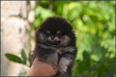 Les chiots de Spitz allemand