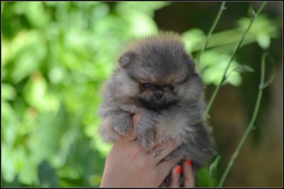 Les chiots de Spitz allemand
