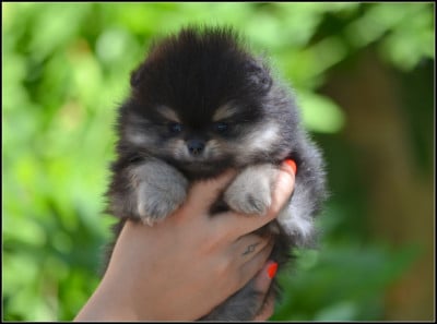 Les chiots de Spitz allemand