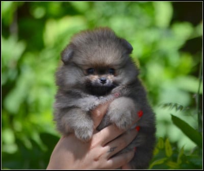 Les chiots de Spitz allemand