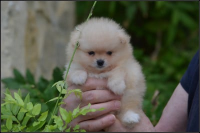 Les chiots de Spitz allemand