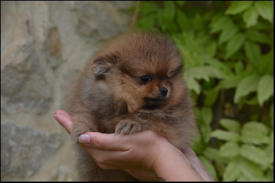 Les chiots de Spitz allemand