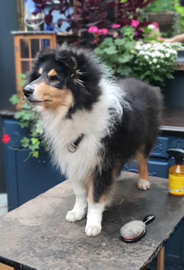 Ares Des Princes D'Ecosse