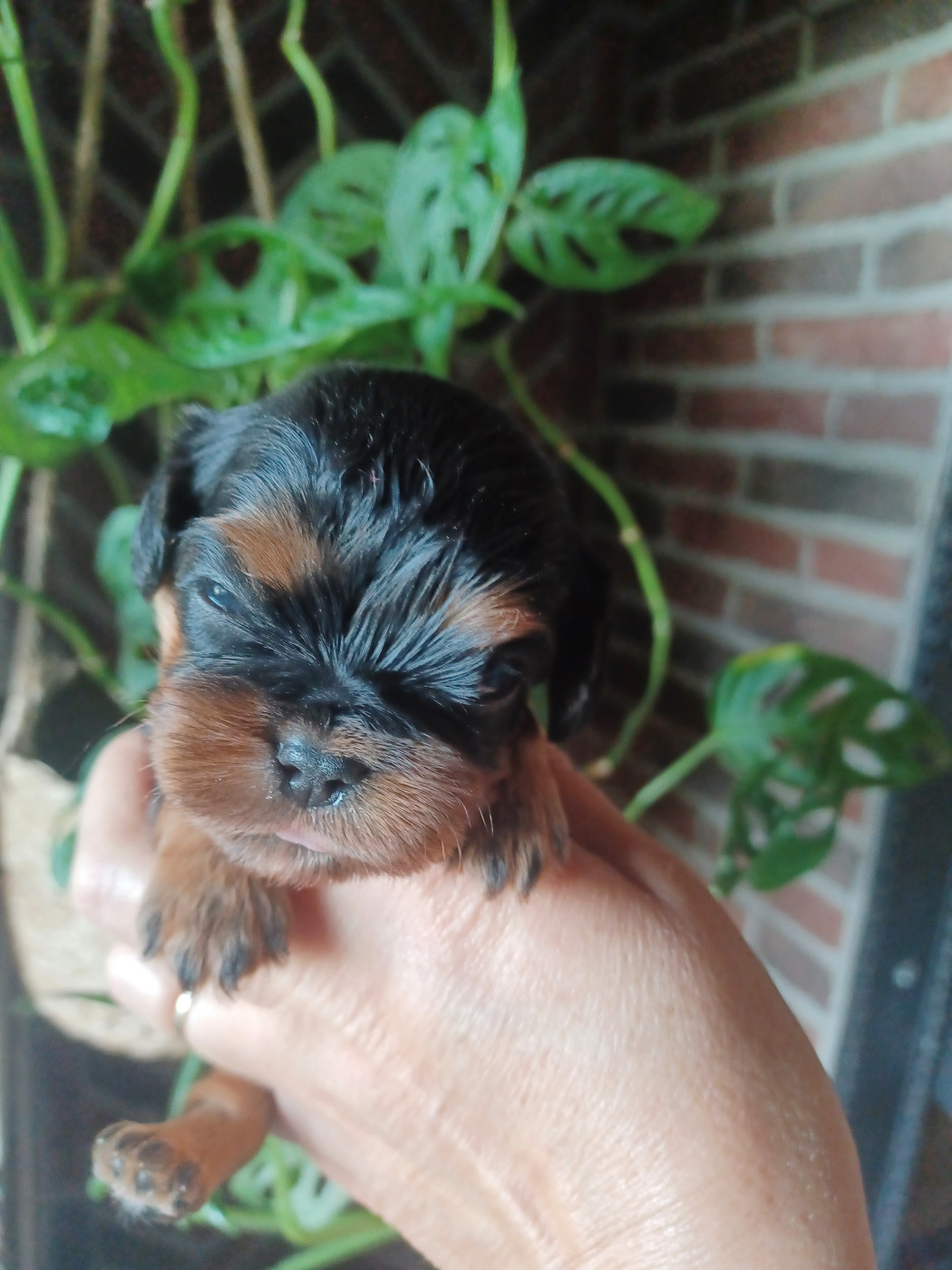 Collier vert - Cavalier King Charles Spaniel