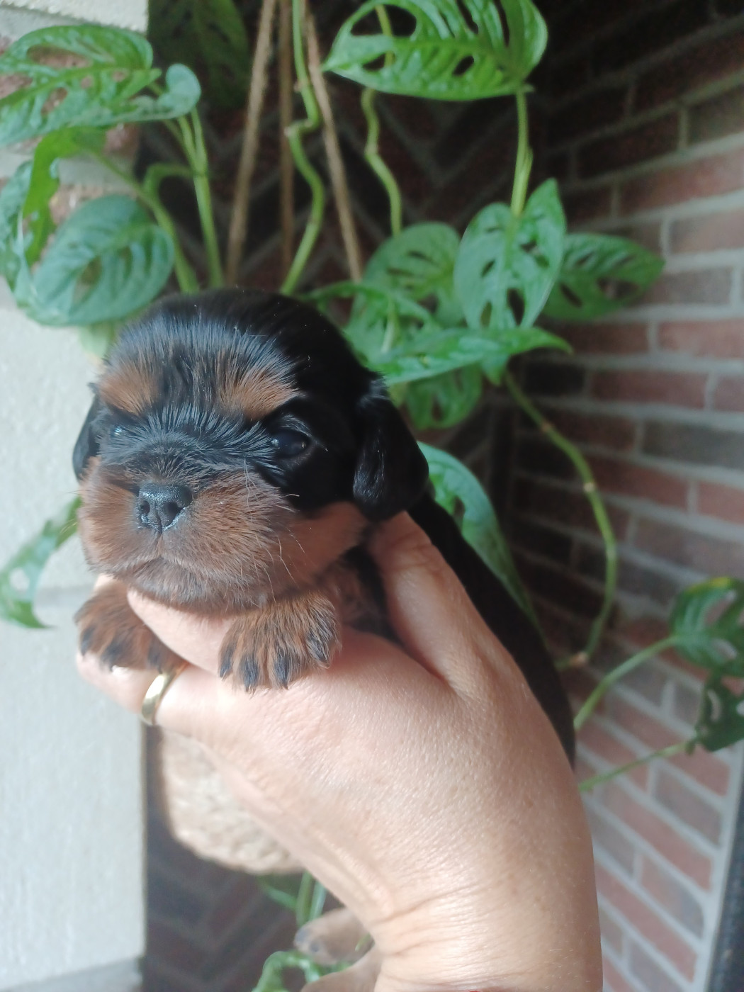 Sans collier - Cavalier King Charles Spaniel