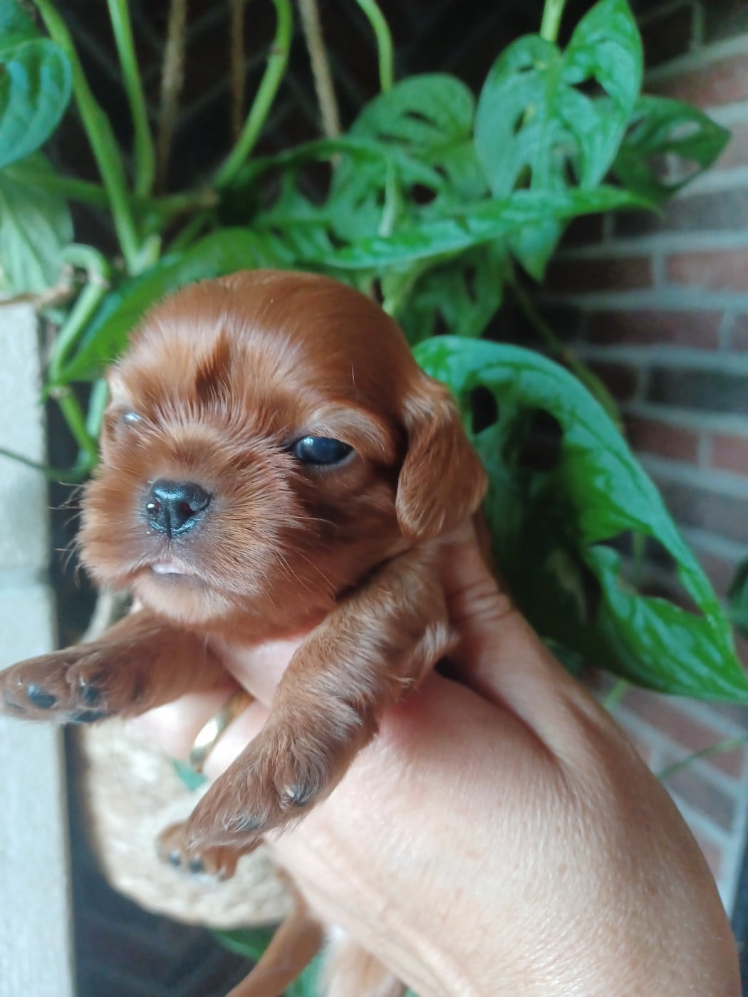 Mâle ruby - Cavalier King Charles Spaniel