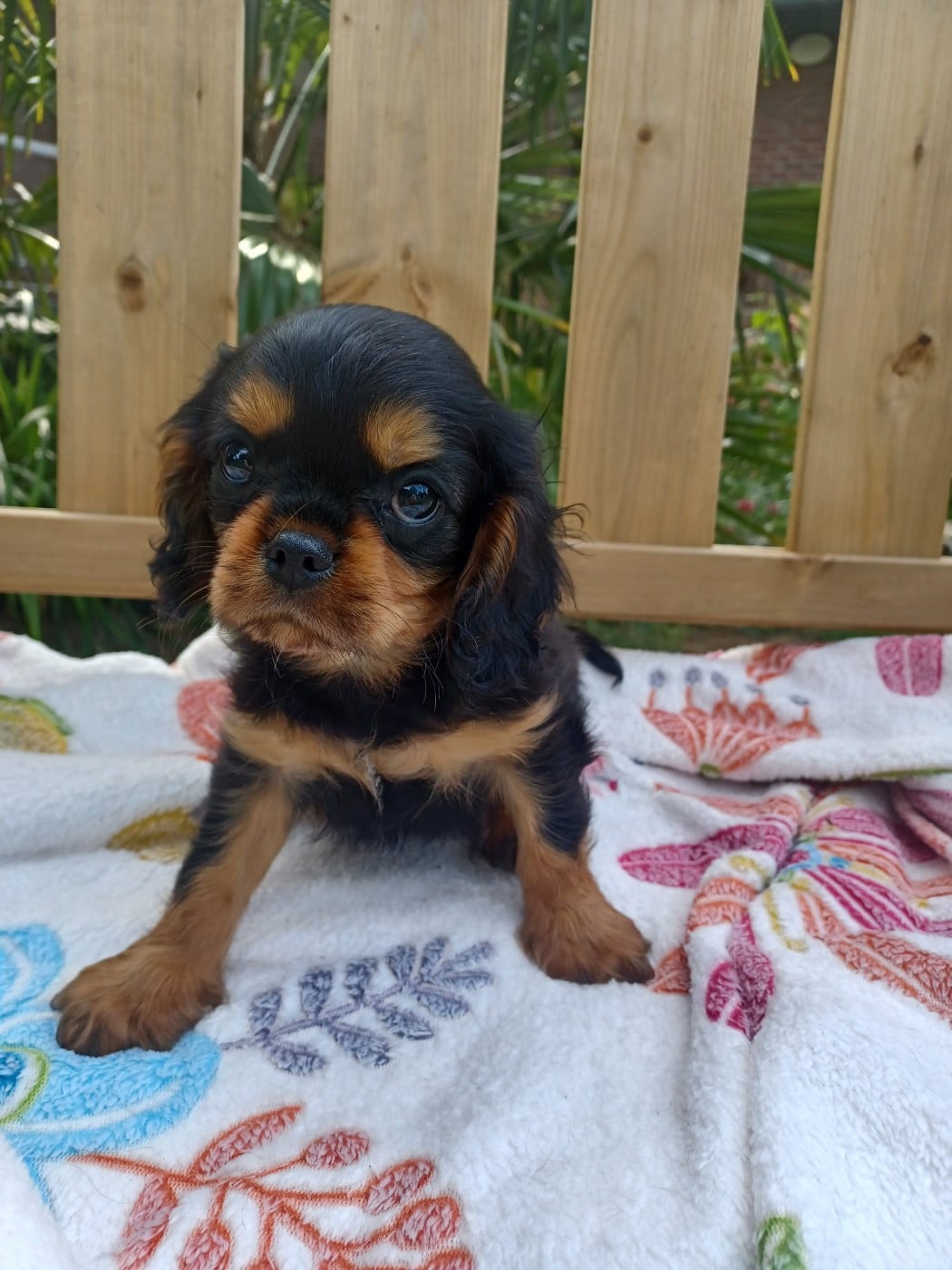 Bilbon - Cavalier King Charles Spaniel