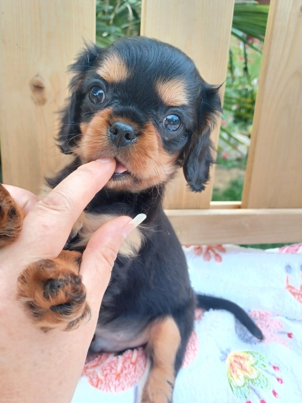Bobby - Cavalier King Charles Spaniel