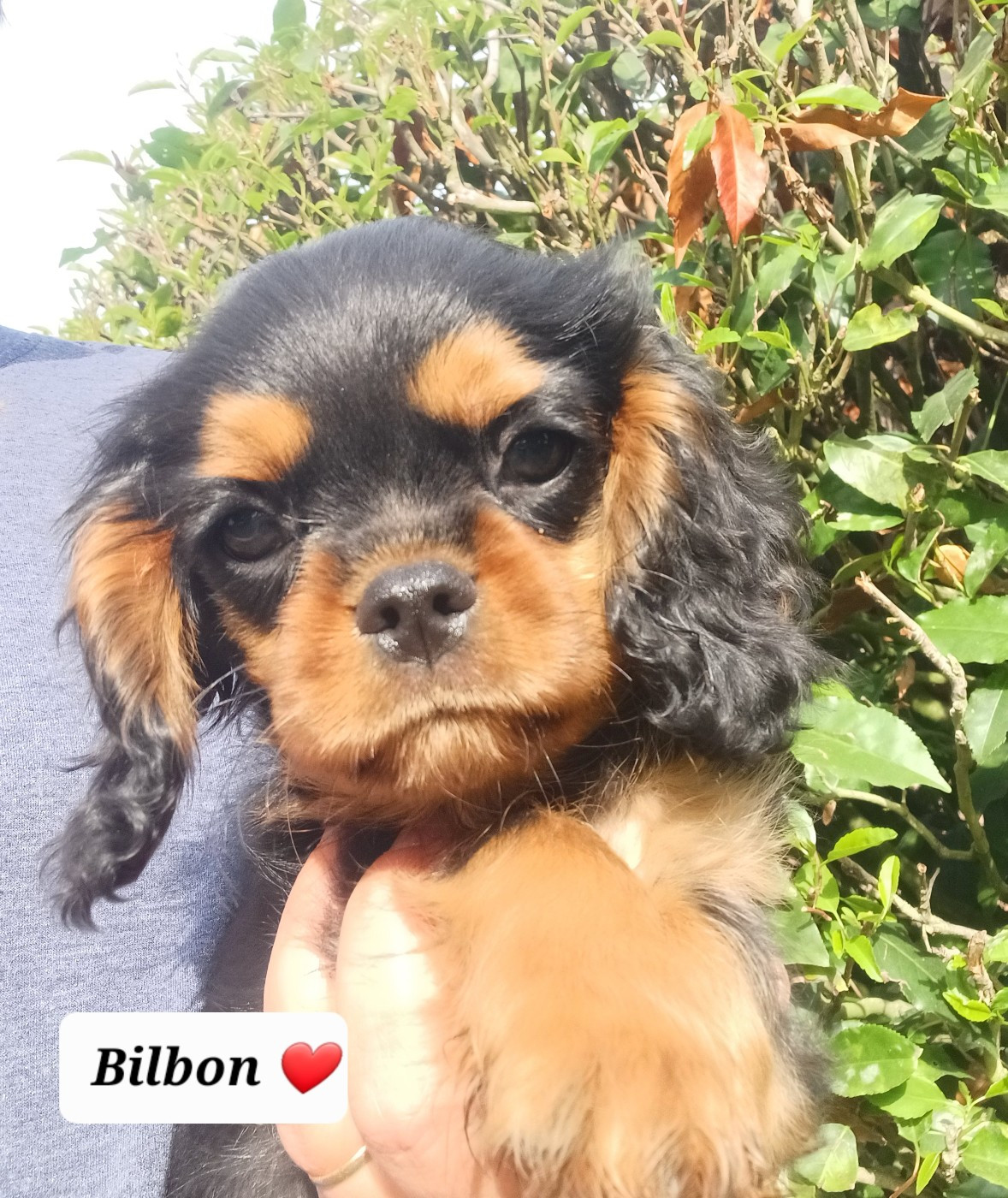 Bilbon