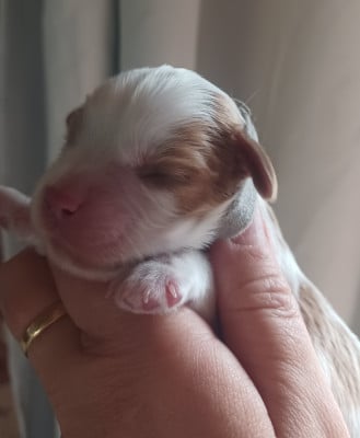 Les chiots de Cavalier King Charles Spaniel