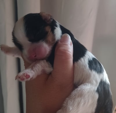 Les chiots de Cavalier King Charles Spaniel