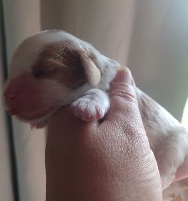 Les chiots de Cavalier King Charles Spaniel
