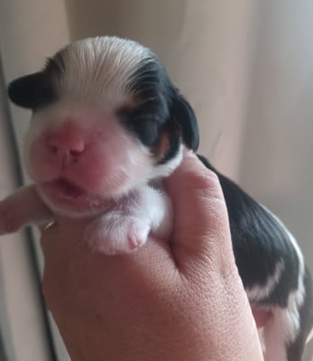 Les chiots de Cavalier King Charles Spaniel