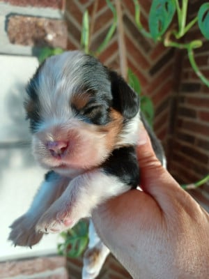 Les chiots de Cavalier King Charles Spaniel