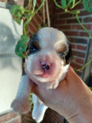 Les chiots de Cavalier King Charles Spaniel