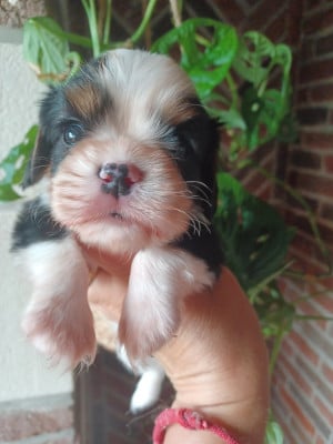Les chiots de Cavalier King Charles Spaniel