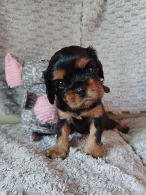 Les chiots de Cavalier King Charles Spaniel