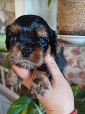 Les chiots de Cavalier King Charles Spaniel