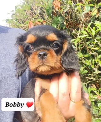 Les chiots de Cavalier King Charles Spaniel