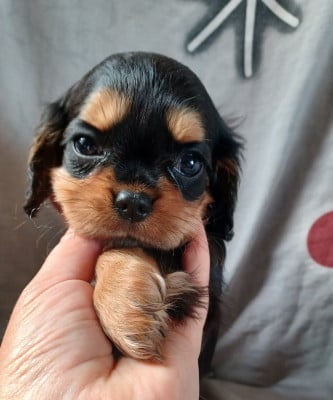Les chiots de Cavalier King Charles Spaniel