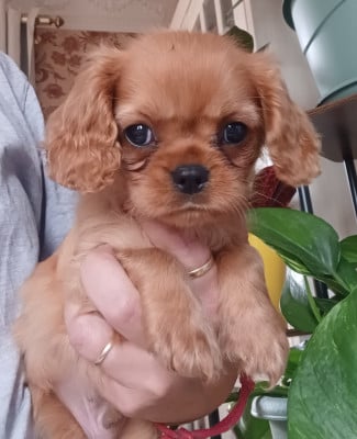 Les chiots de Cavalier King Charles Spaniel
