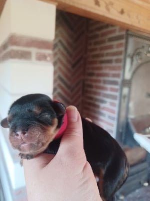 Les chiots de Cavalier King Charles Spaniel