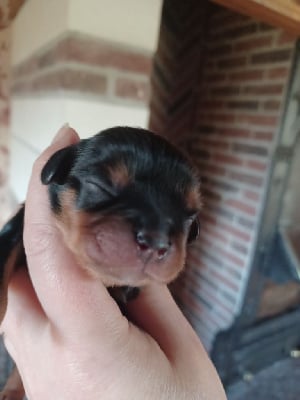 Les chiots de Cavalier King Charles Spaniel