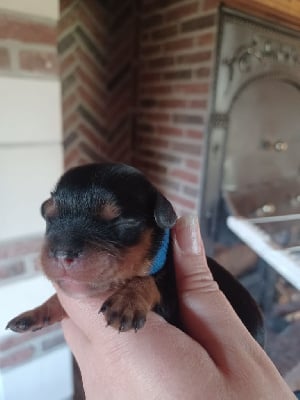 Les chiots de Cavalier King Charles Spaniel