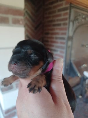 Les chiots de Cavalier King Charles Spaniel