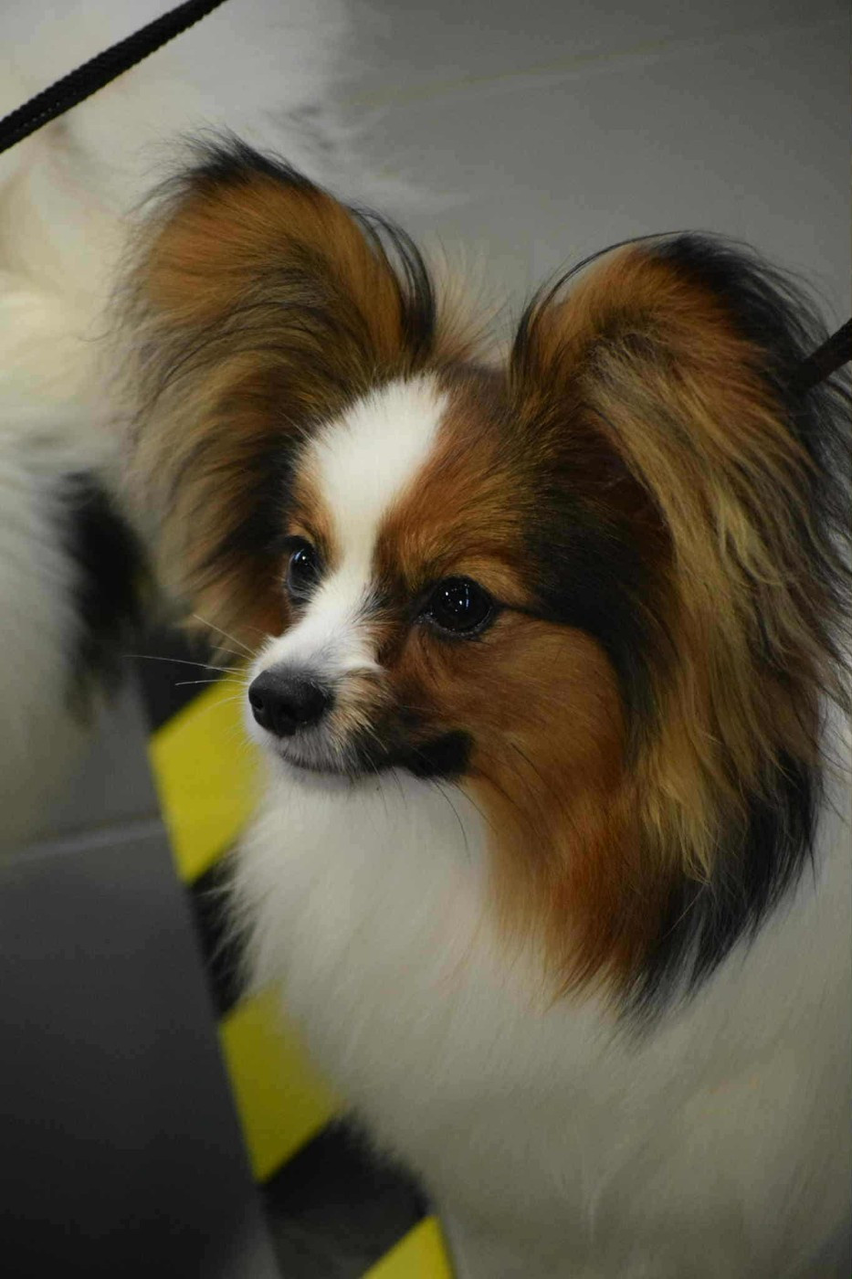 Already on the Move De La Nuit Des Papillons