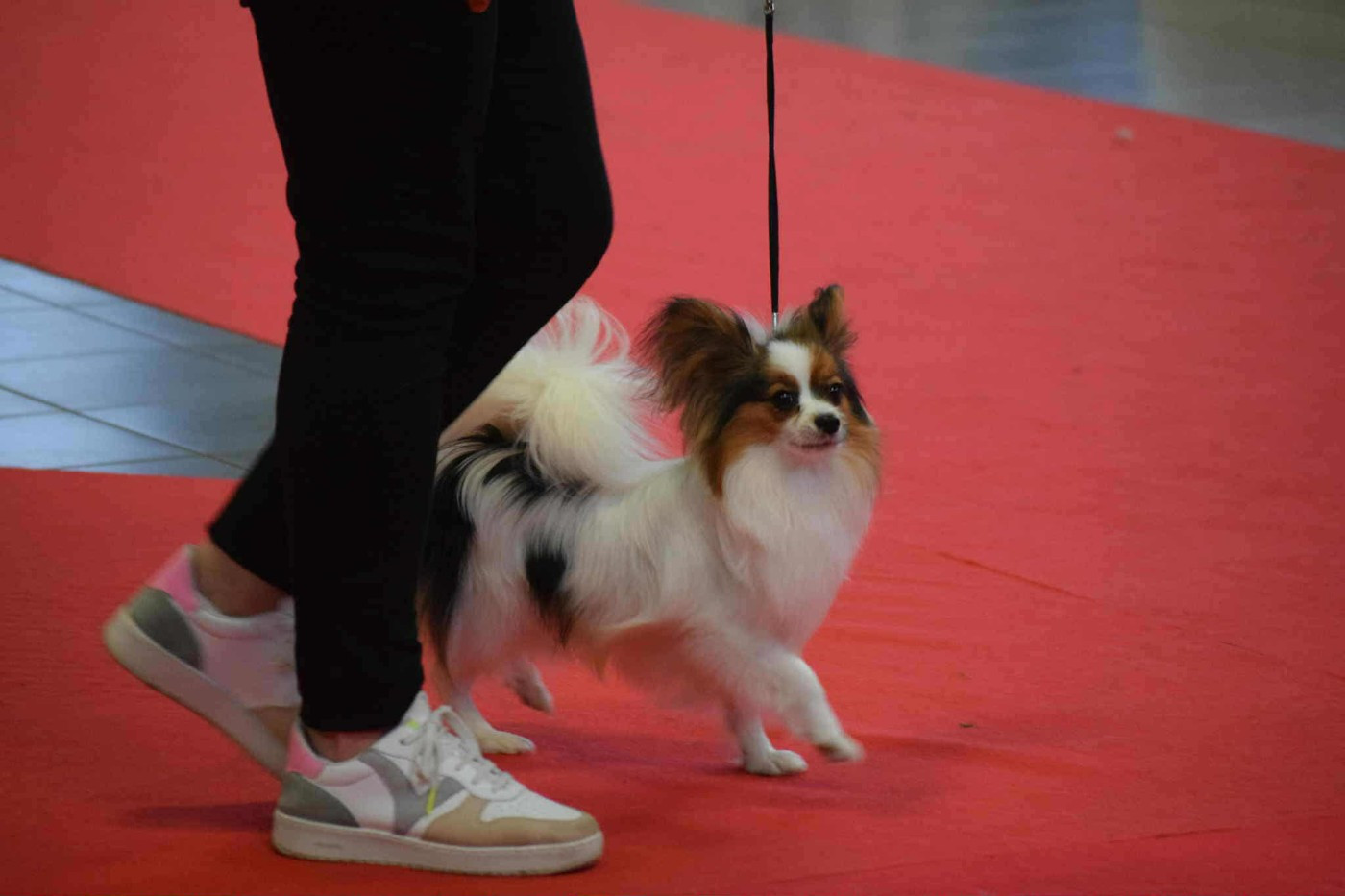 Already on the Move De La Nuit Des Papillons