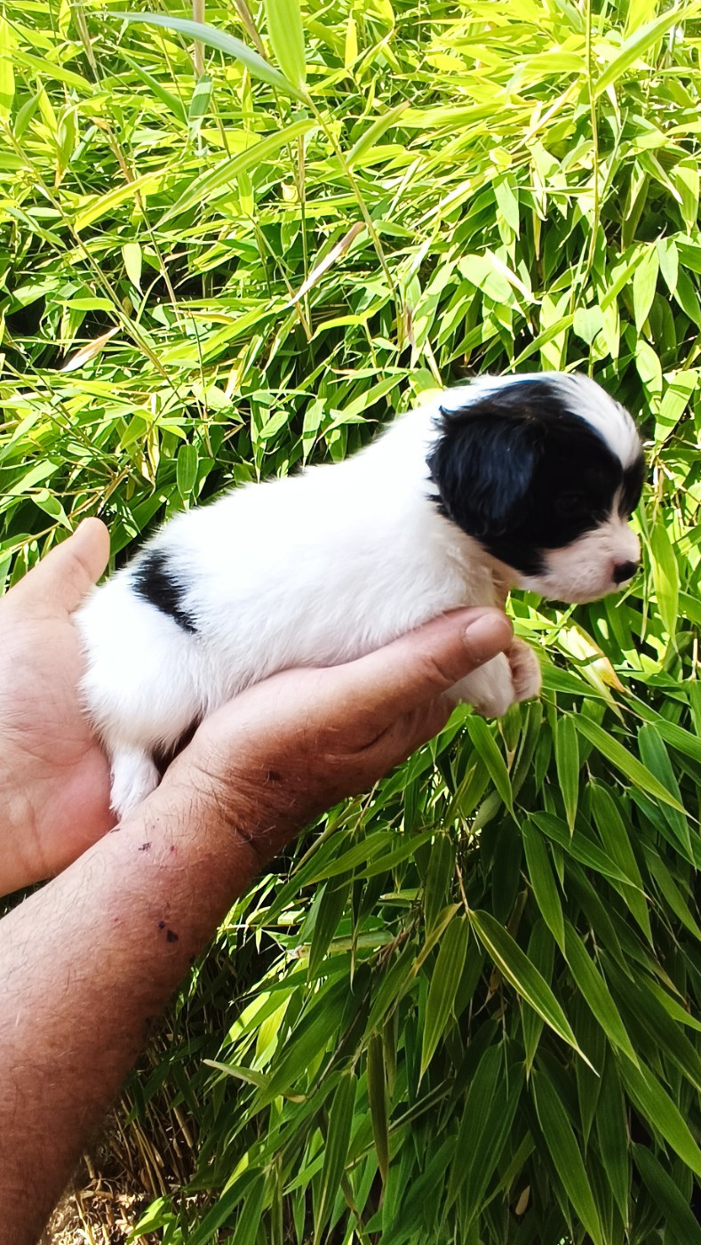 CHIOT 2