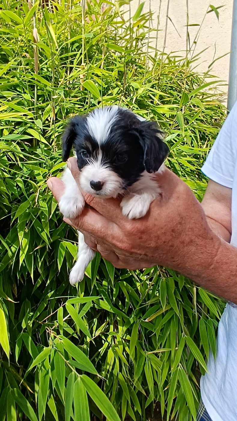 CHIOT 2