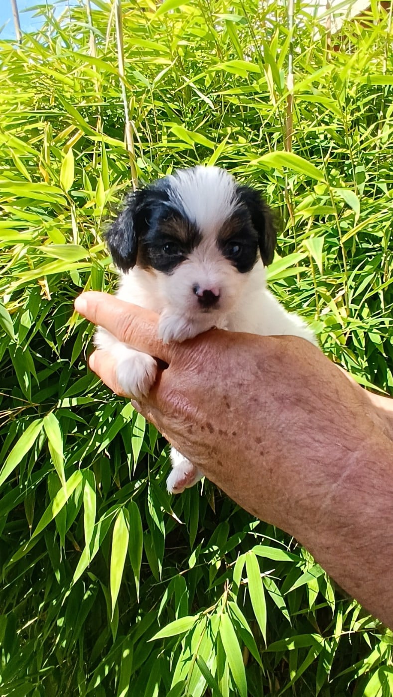 CHIOT 3