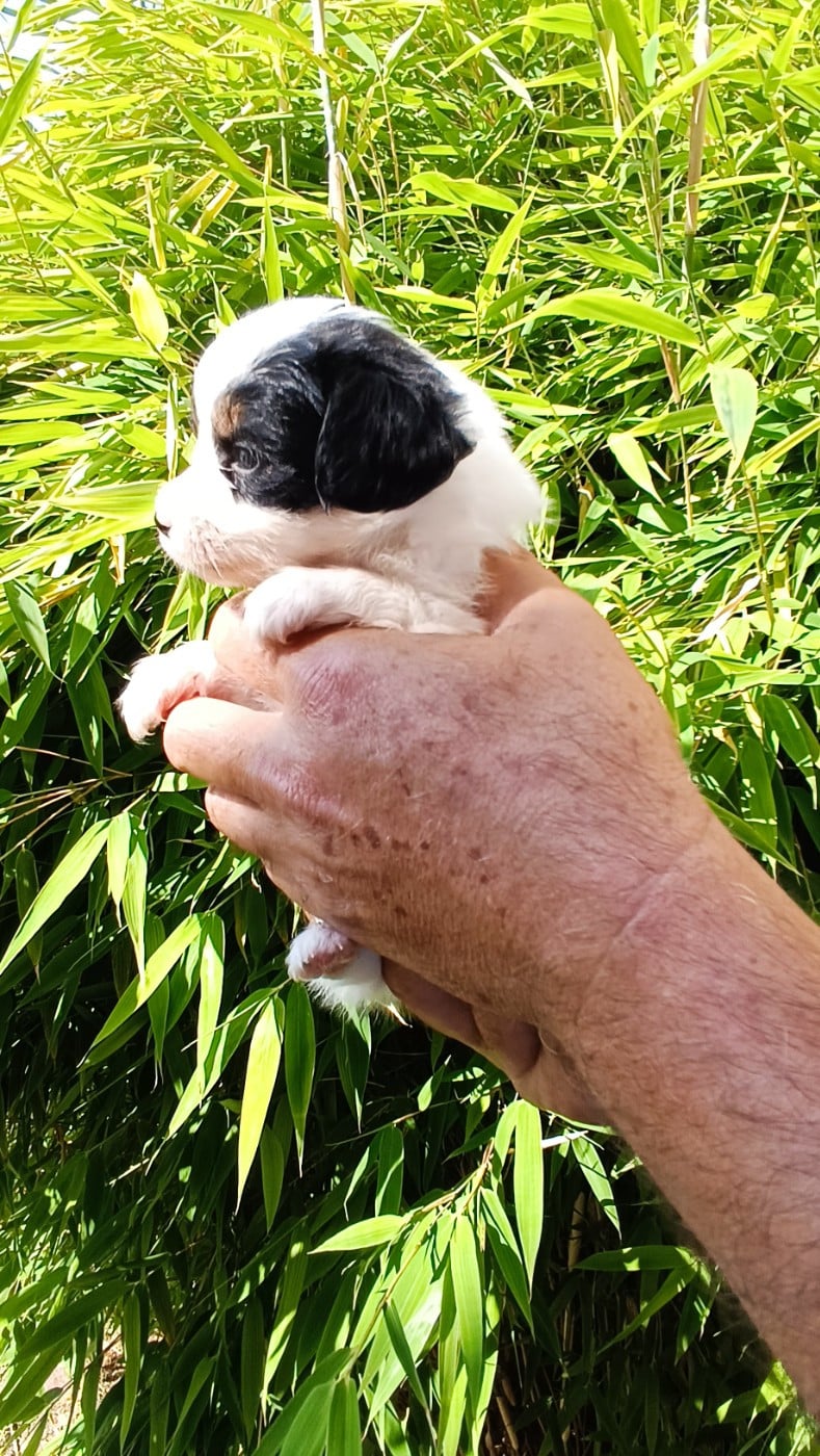 CHIOT 3